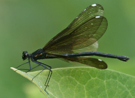 Ebony Jewelwing